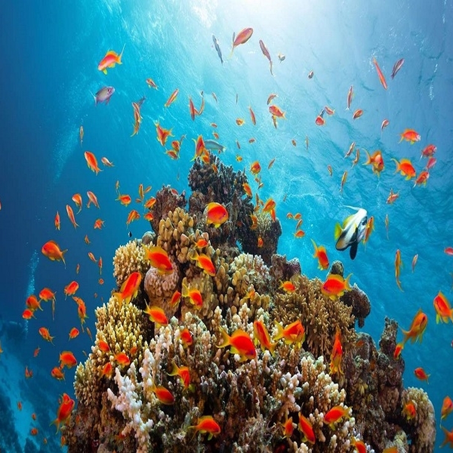 VİZESİZ SHARM EL SHEIKH TURU-B001